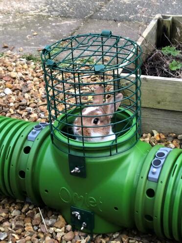 Rabbits enjoy their tunnels