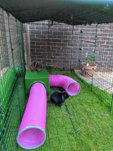 Our rabbits live the shelter and play tunnels.  both inside and on top! ????