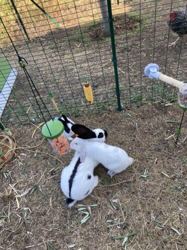 Your rabbits will love eating treats from a Caddi treat holder