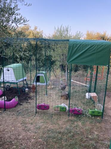 A large chicken run.