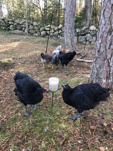 Hens love the Omlet peck toys.