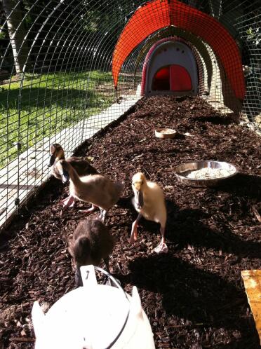 Indian Runner Ducklings settling into their Eglu