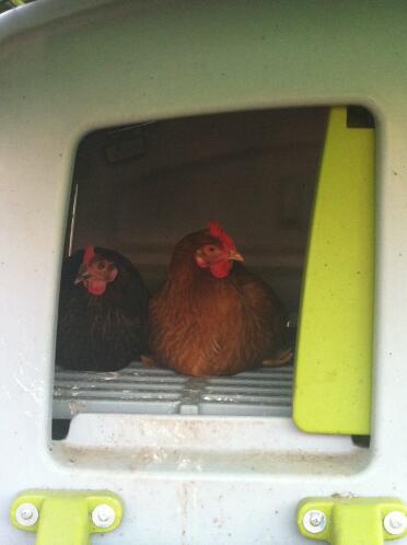 Chickens in Omlet Eglu plastic chicken coop