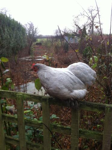 Betsy our very lovable lavender pekin