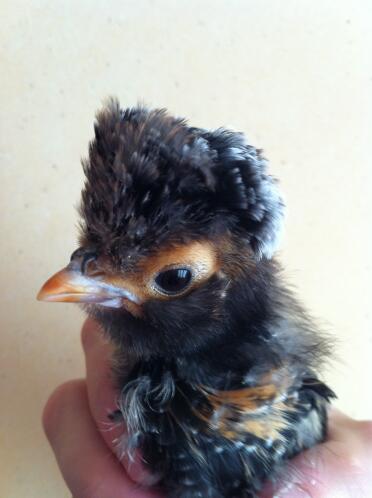 Gold Laced Polish Bantam Chick