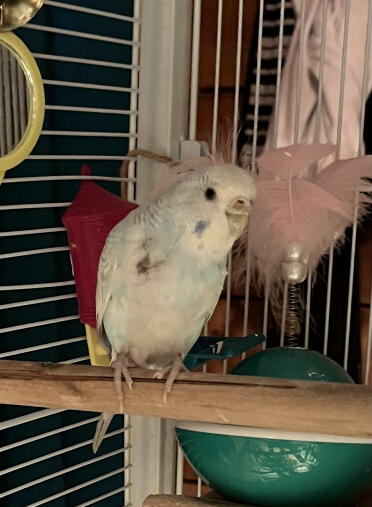 Can you help me, my budgie has a wound i think and what should i do?