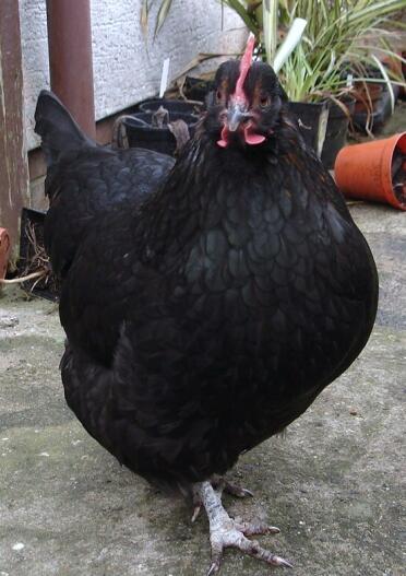 Rhode rock hybrid chicken