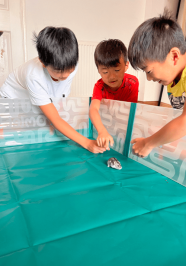 We love interacting with our hamster in the playpen!