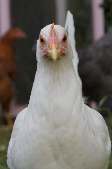 White Star Pullet