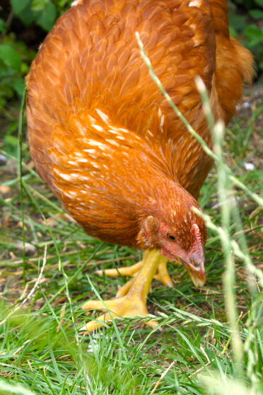 Foraging free range hybrid