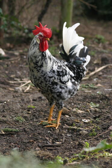 Chicken standing on dirt free ranging