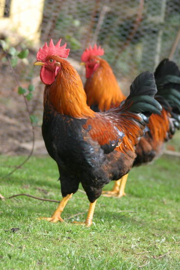 Chickens in garden