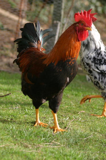 Chickens in garden