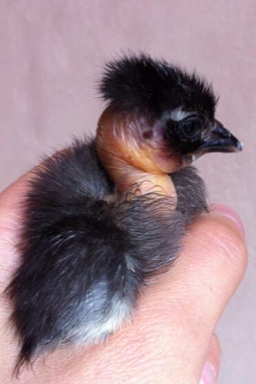 Naked Neck Bantam Chick