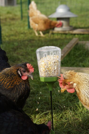 Our chickens love their Omlet peck toy! 