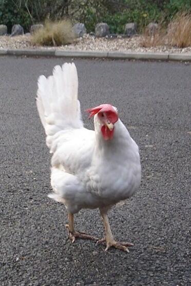 White star hybrid chicken on road