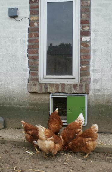 Autodoors work with whatever home you have for your hens!