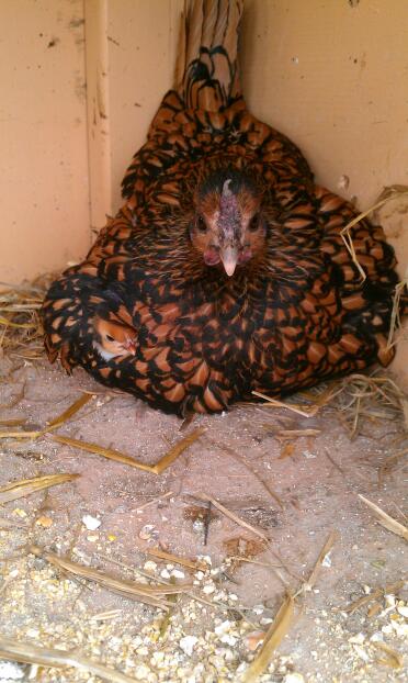 Golden sebright hen and chicks