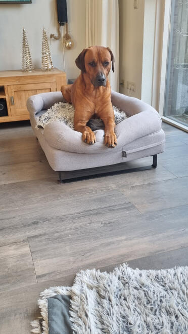 Dex prince enjoys his basket wonderfully