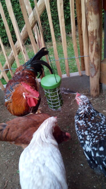 Enrich your chickens with a Caddi treat holder