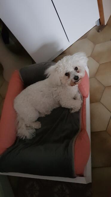 What a happy pup on their bolster bed!