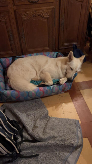 Snowbelle loves her new bed and so do my cats, chantal 