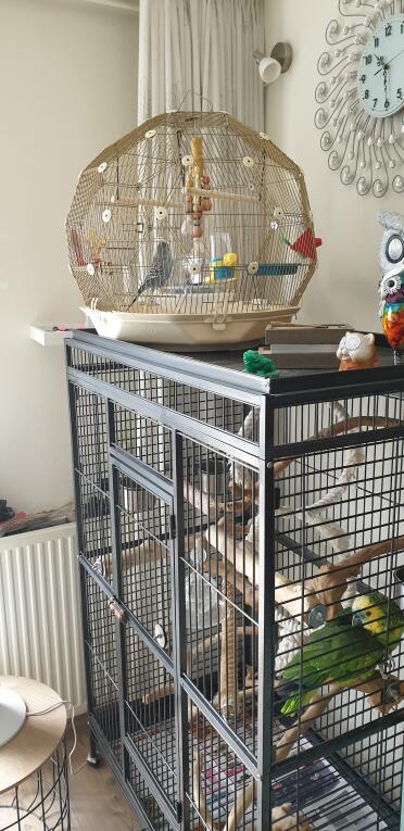 Give your birds more space with the Geo cage