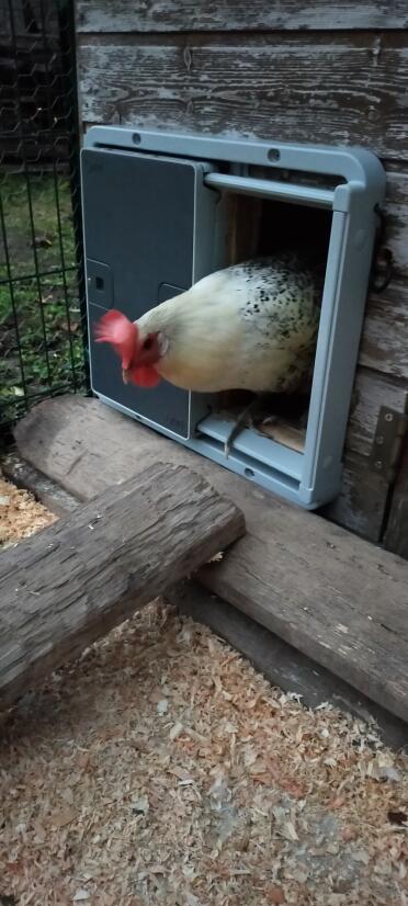 Omlet grey automatic chicken coop door attached to wooden chicken coop with chicken coming out