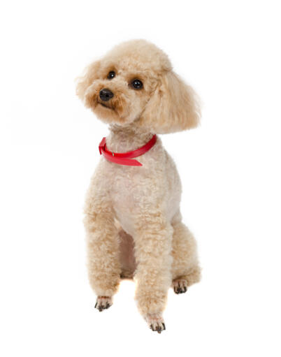 Blonde 2024 mini poodle