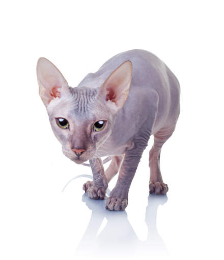 Donskoy Don Sphynx Cat | Cat Breeds