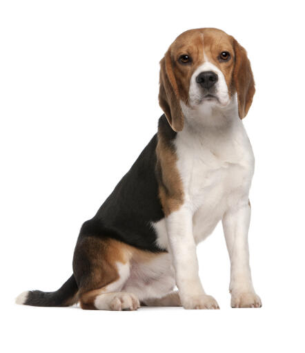 Beagle | Breeds