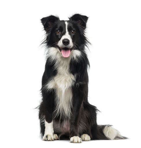 Border Collie Dogs | Breeds