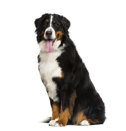 Bernese Mountain Dog | Dog Breeds
