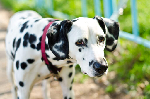 Dalmatian with sale black ears