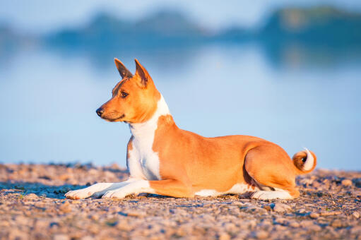 Basenji puppy fashion cost