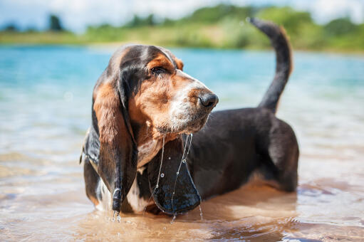 Newfoundland basset best sale hound mix