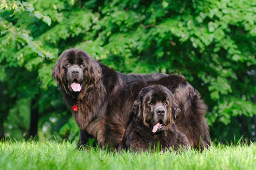 Newfoundland hound hot sale dog