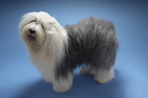 why do sheepdogs have no tail