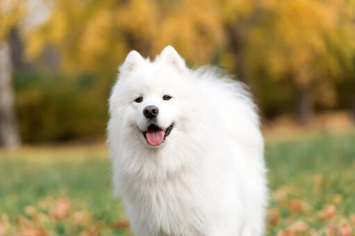 Samoyed Dogs | Dog Breeds