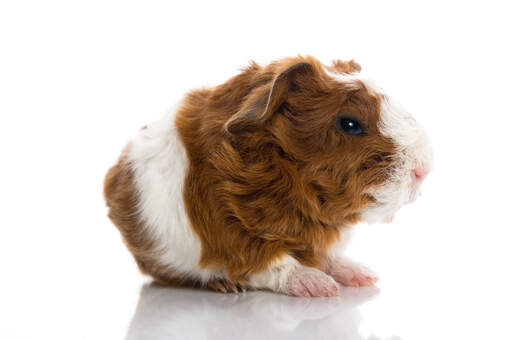 Texel guinea sale pig breeders