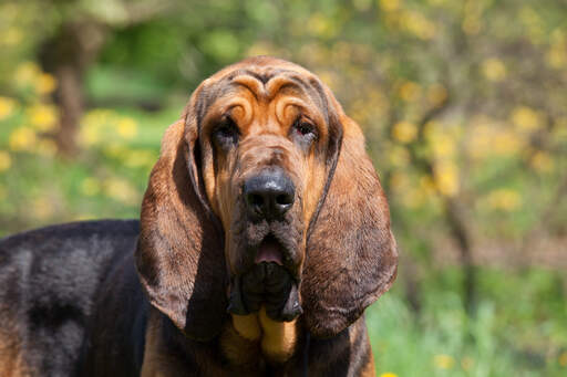 Bloodhound Dogs | Dog Breeds