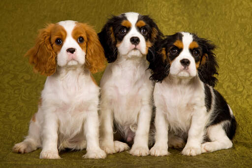 The Cavalier King Charles Spaniel: Information about this dog breed