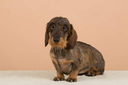 Bearded dachshund best sale