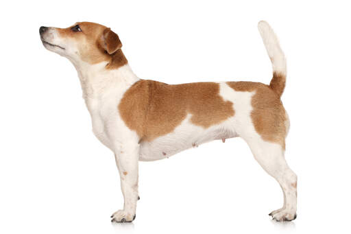 jack russell full grown size