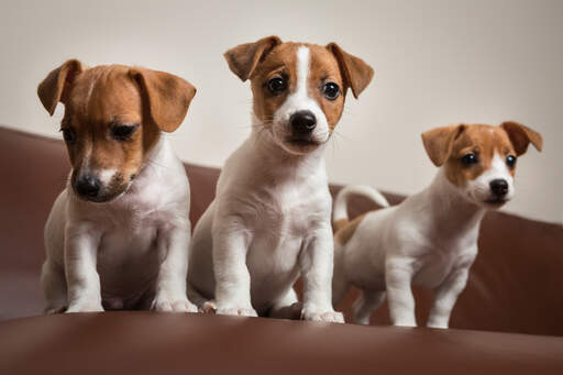 Jack Terrier Dogs |