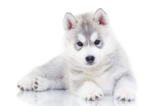 all white alaskan husky puppies