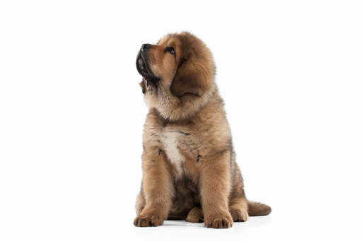 Mastiff breeds: English, American, Italian, French, and Tibetan