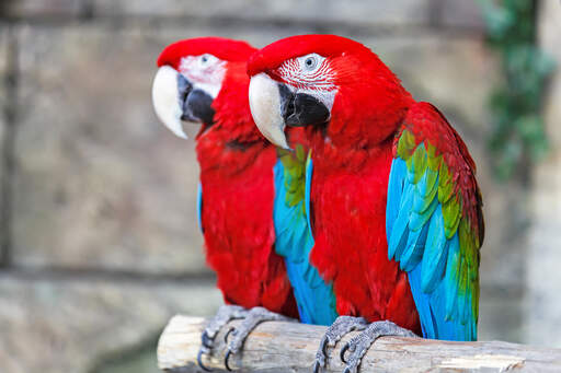 Red and Blue Macaw Parrots