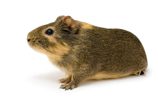 Cream agouti guinea store pig