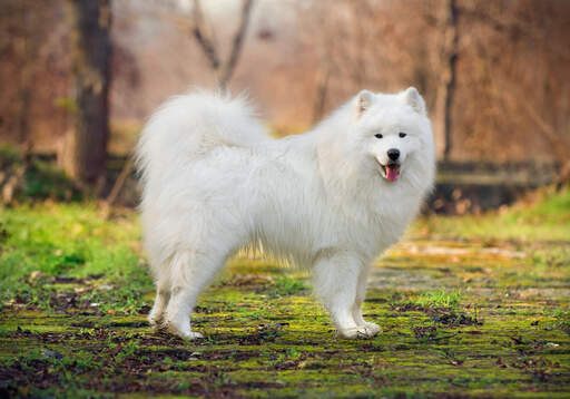 Samoyed Dogs | Dog Breeds